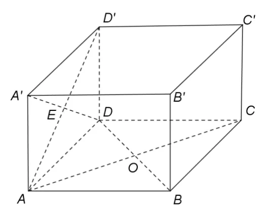 Figura 3: prisma dreaptă ABCDA'B'C'D' cu baza pătrată; O centrul bazei; E intersecția diagonalelor A'D și AD'; segmentele D'O și EO trasate.